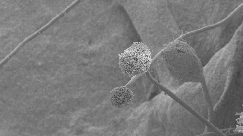 Dai funghi delle tombe egizie a potenziali armi contro il cancro Immagine SEM del fungo Aspergillus flavus