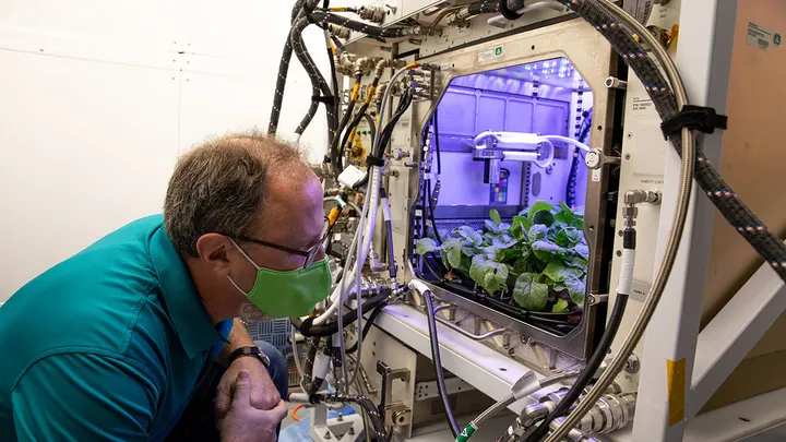 Dave Reed, direttore delle operazioni in Florida per Techshot, osserva la crescita dei ravanelli all’interno dell’unità terrestre dell’Advanced Plant Habitat (APH), situata nello Space Station Processing Facility del Kennedy Space Center della NASA, il 14 dicembre 2020